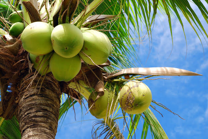 Philippines Tall
